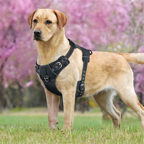 dog harness with handle amazon